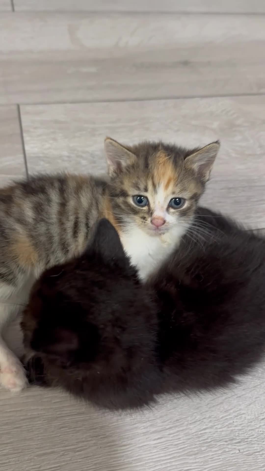 Mixed Breed cats for sale: Very nice kittens - Video 1