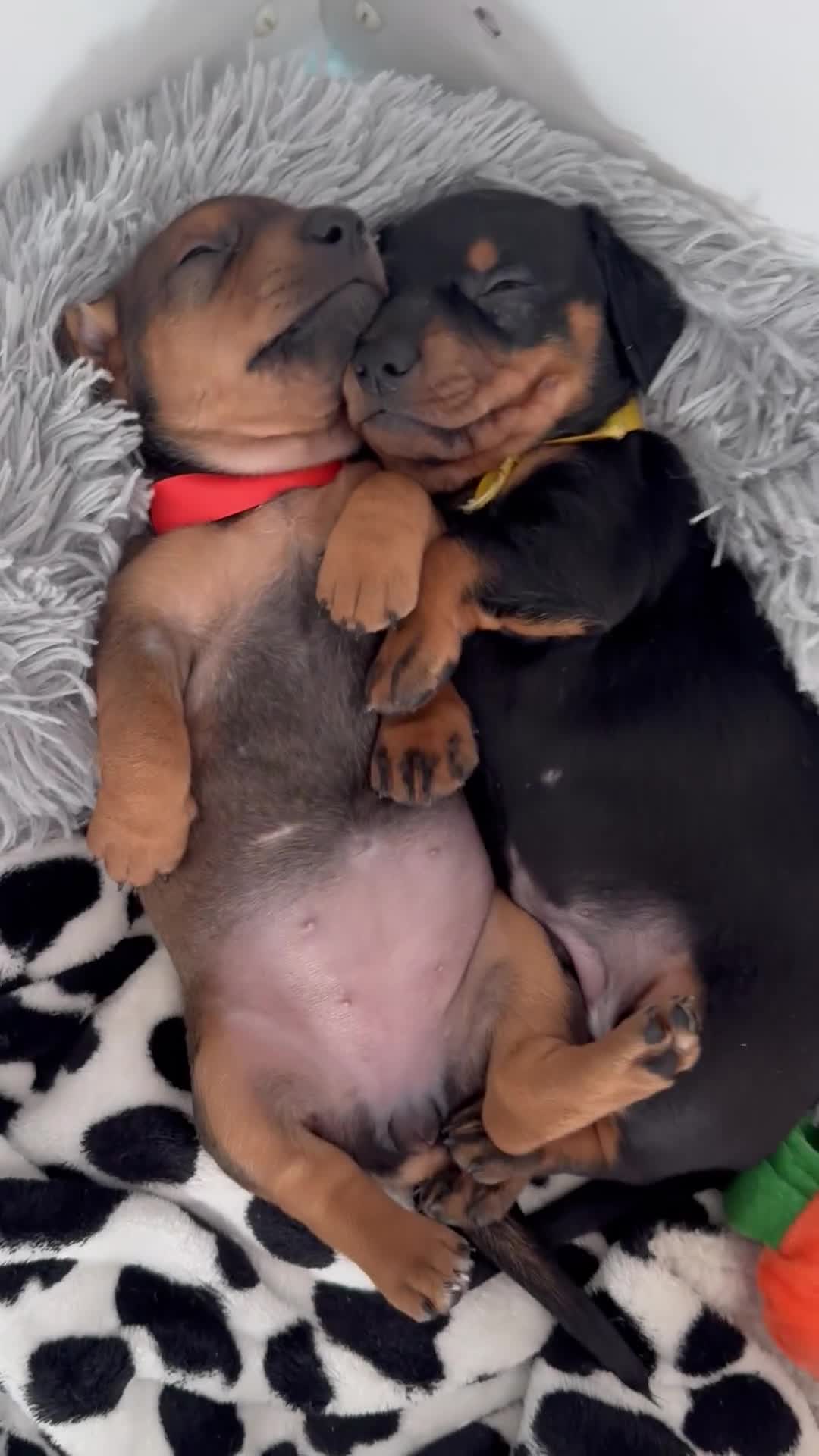 Dachshund dogs for sale: 9 adorable standard dachshund puppies available  - Video 1