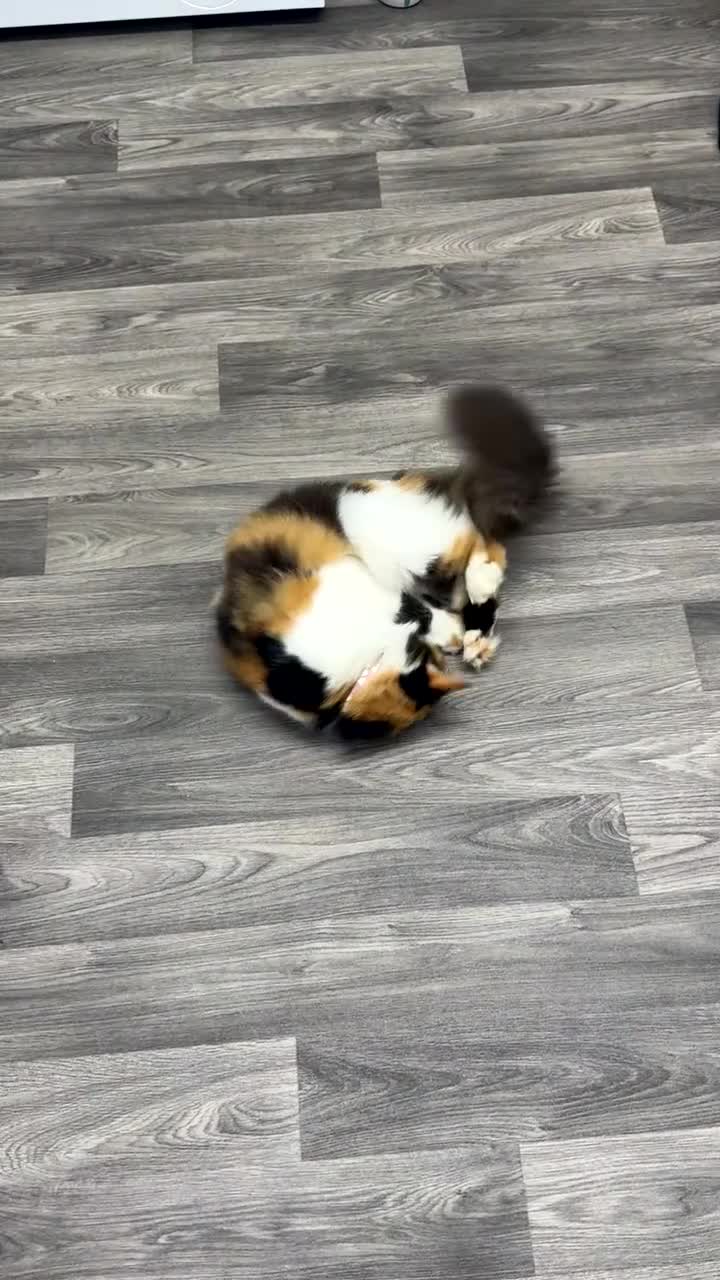 Mixed Breed cats for sale: Domestic long haired female cat  - Video 3