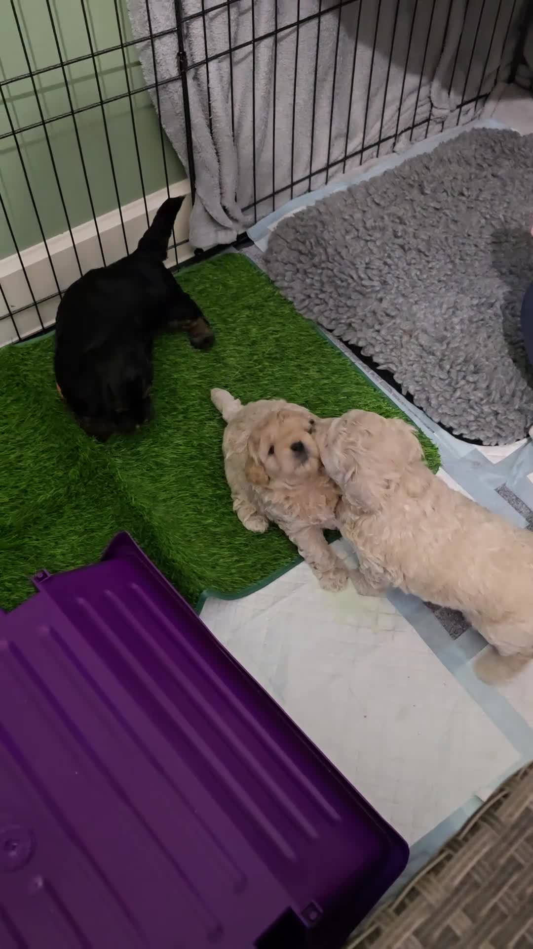 Shihpoo dogs for sale: 🐾 Adorable Shihpoo Puppies 🐾 - Video 1