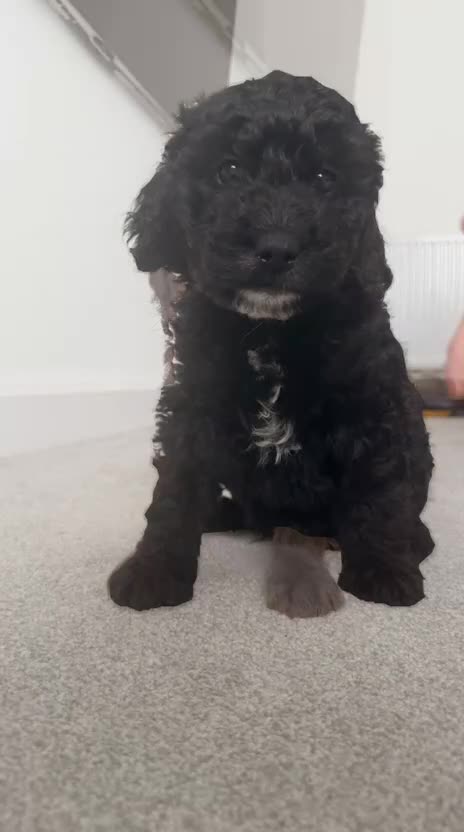 Labradoodle dogs for sale: Miniature F1B Labradoodle Puppies in Coalville - Video 1