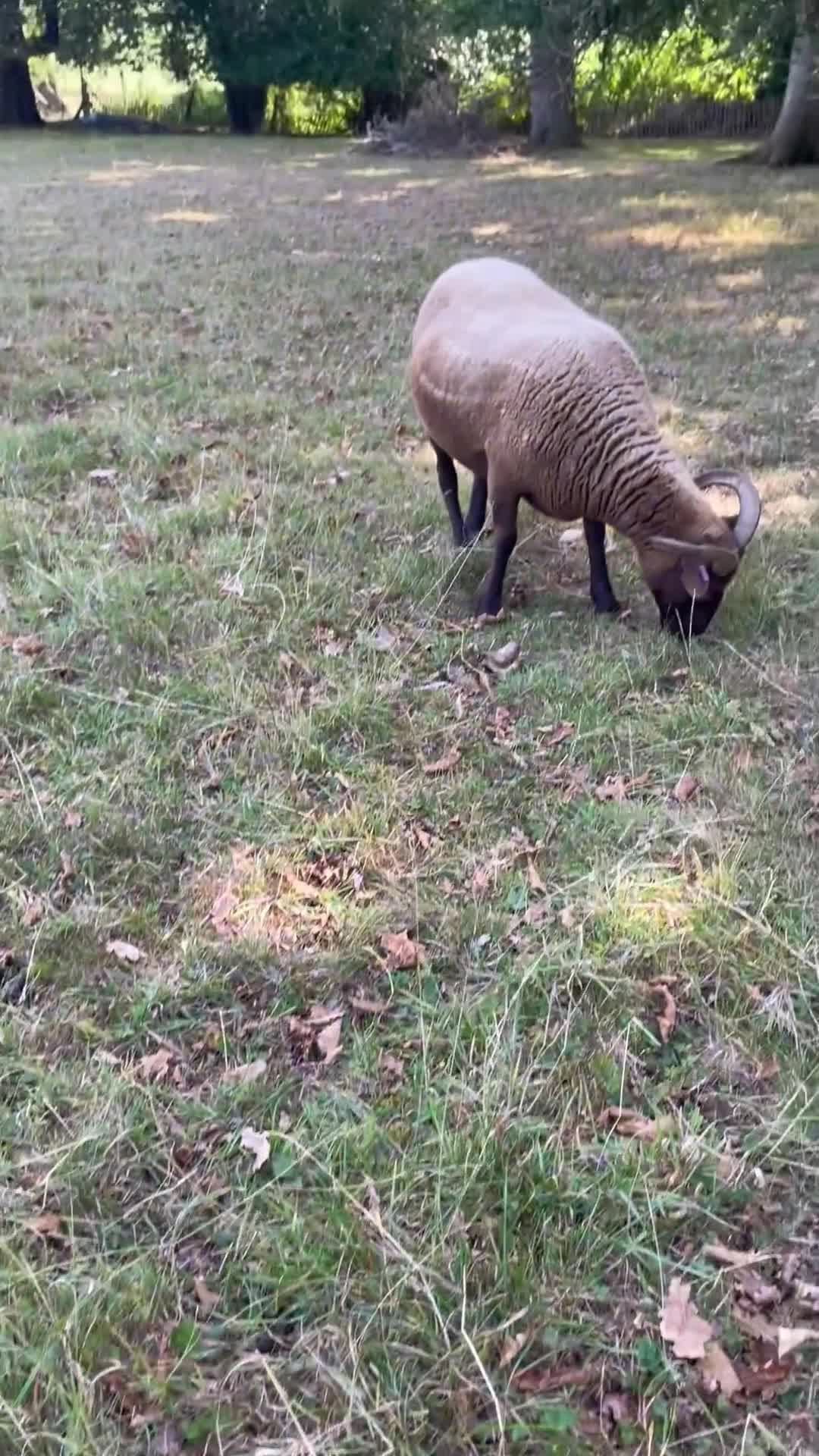 Sheep livestock for sale: Manx Loaghto X North Ronaldsway - Video 1