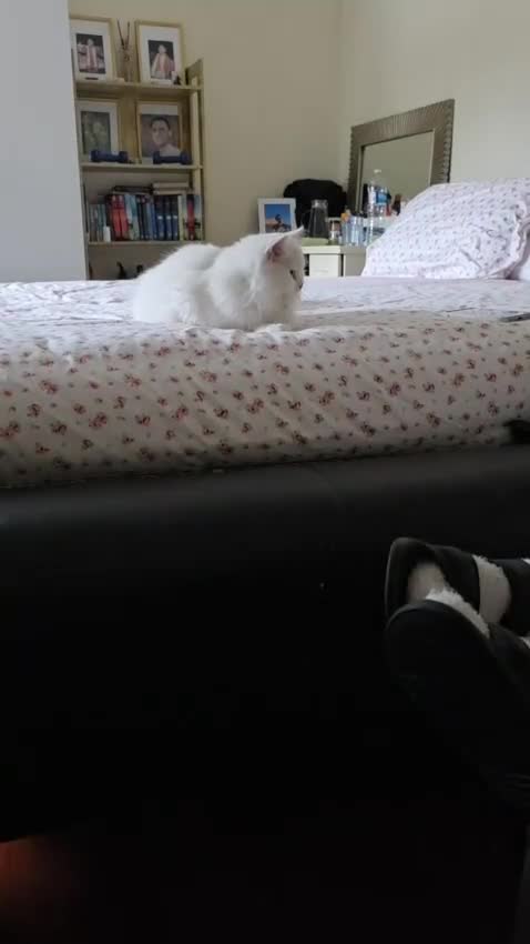 Persian cats for sale: Lovely Persian boy-- SHY - Video 1