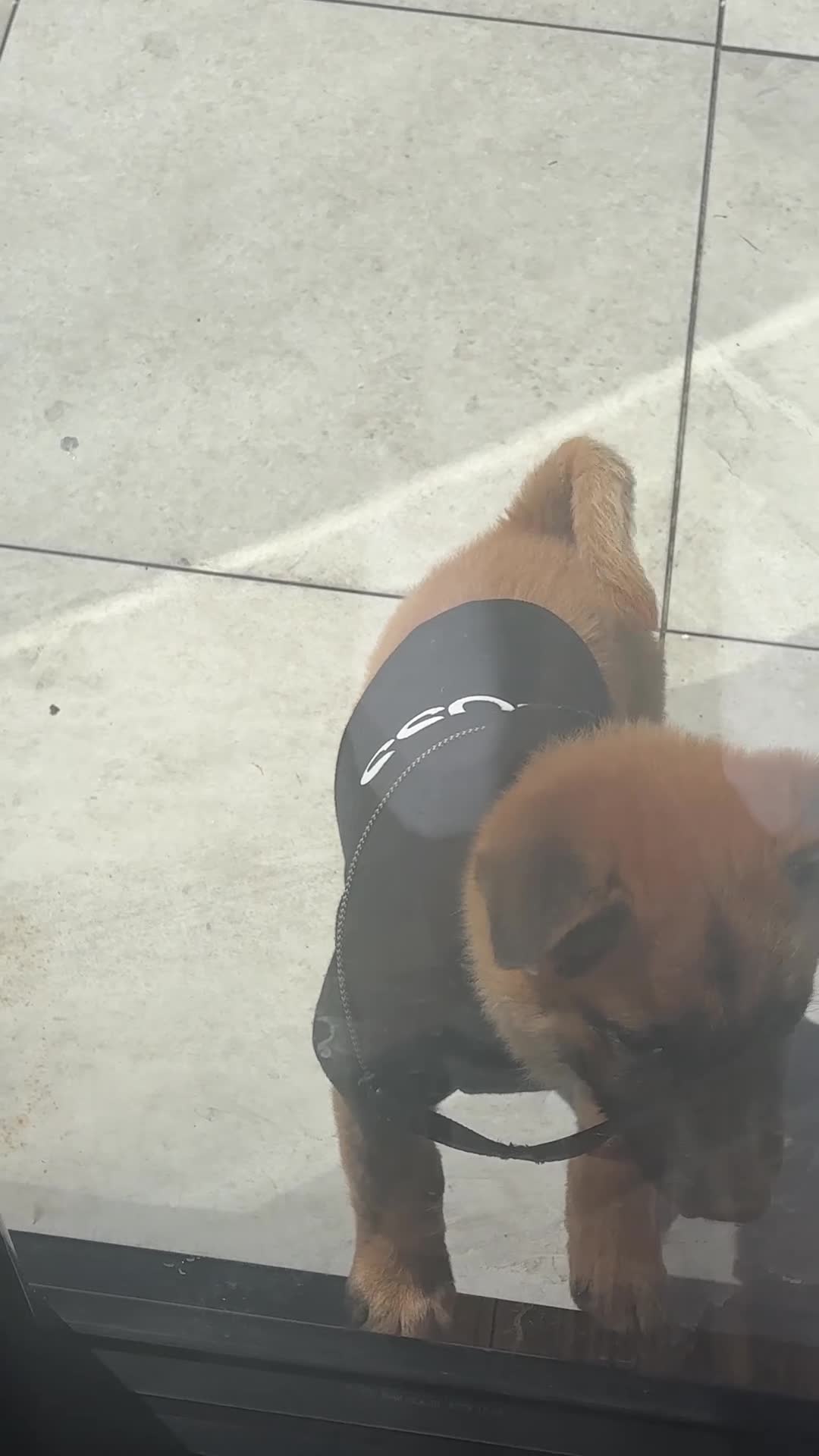 Mixed Breed dogs for sale: Chow chow x Belgium malionis  in Willenhall - Video 1