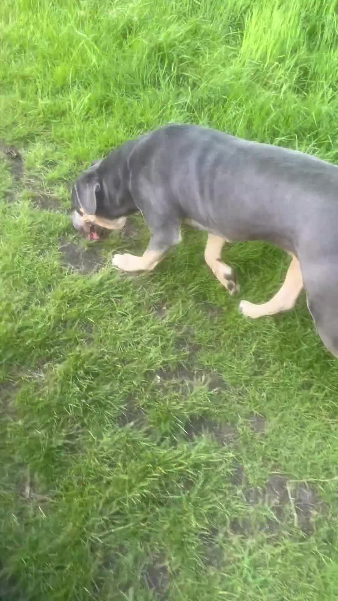 Cane Corso dogs for sale: OJ female canecorso  - Video 1