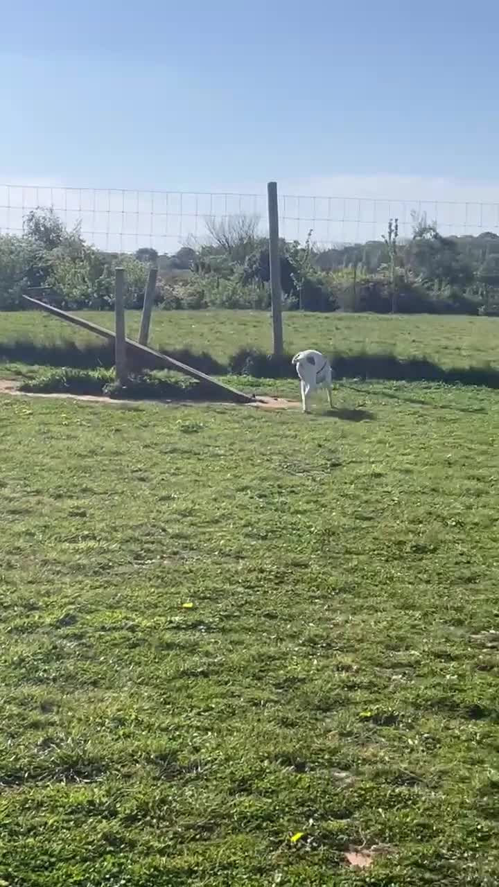 Mixed Breed dogs for adoption: Oscar is ready for his forever sofa! in Dawlish - Video 1