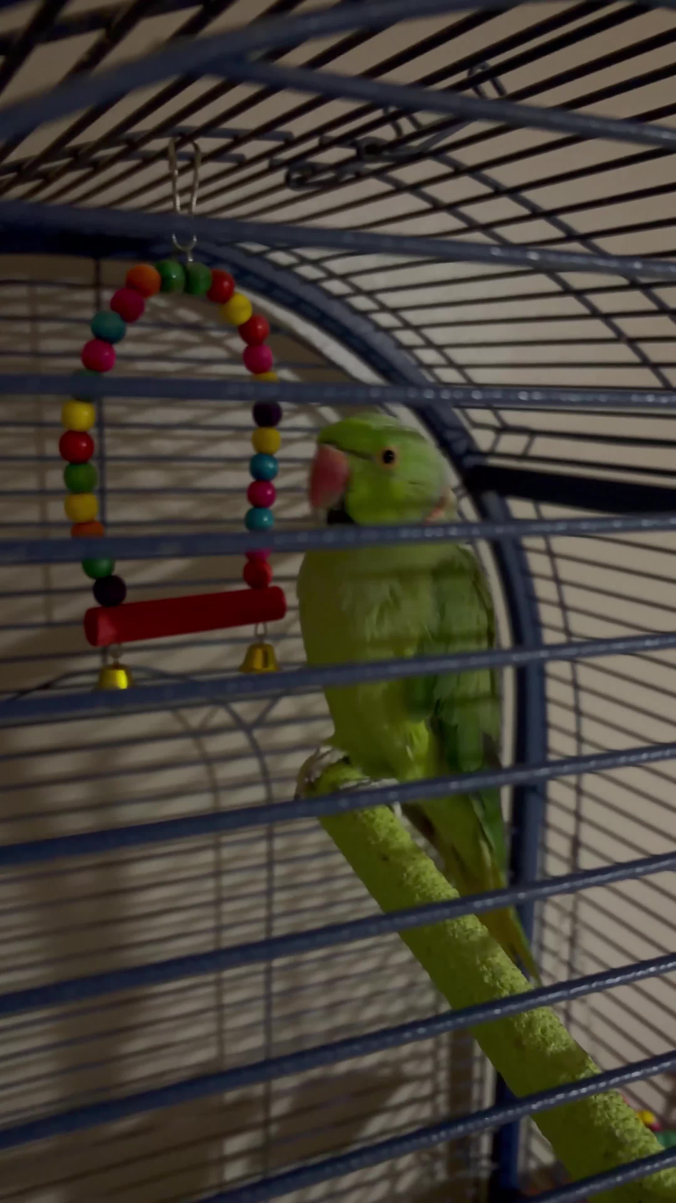 Ringnecks birds for sale: Ringneck parrot  - Video 1