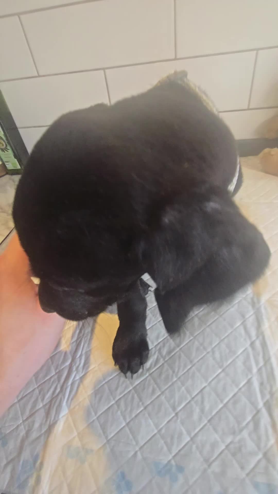 Mixed Breed dogs for sale: Doberman x Weimaraner Cross - Video 4