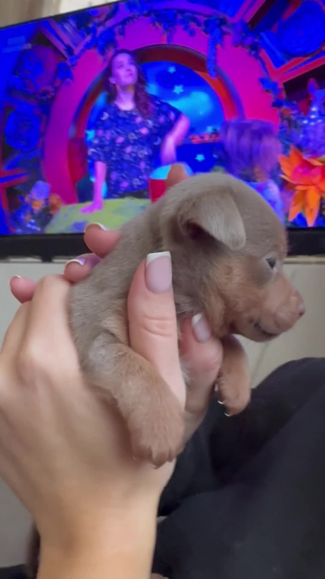 Jack Russell dogs for sale: Miniature Jack Russell puppies Ready to leave in Gillingham - Video 1