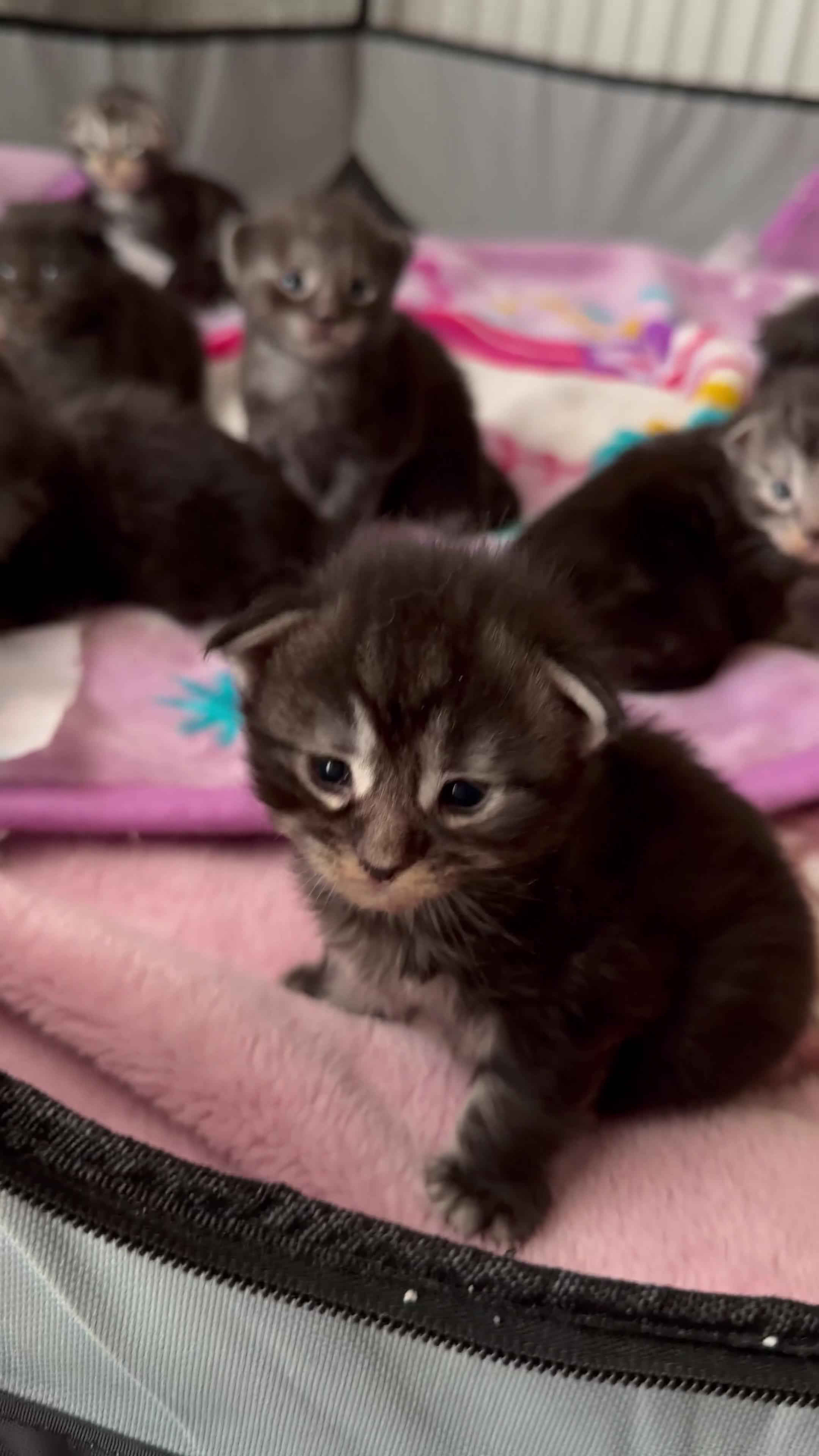 Maine Coon cats for sale: XL Russian maine coon ready to leave Monday 🌷✨ - Video 3