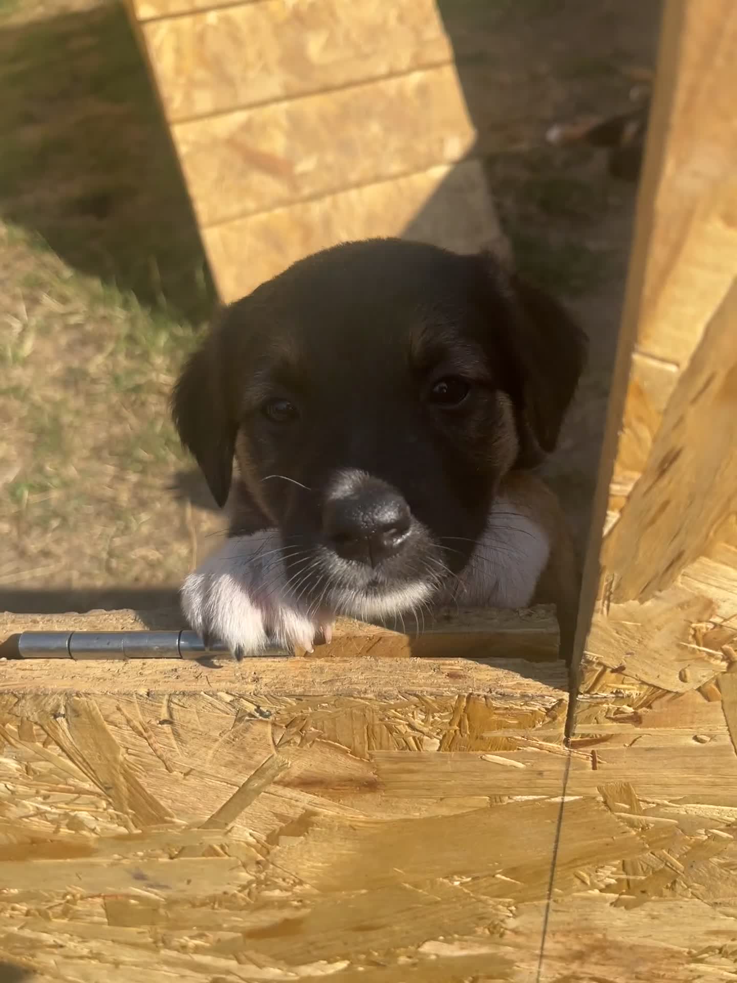 Mixed Breed dogs for sale: Belgian malinois x Anatolian shepherd mix pups 🐶  - Video 1
