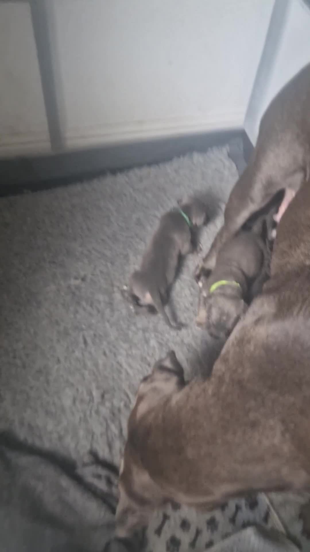 Cane Corso dogs for sale: Beautiful Cane Corso Puppies - Video 1
