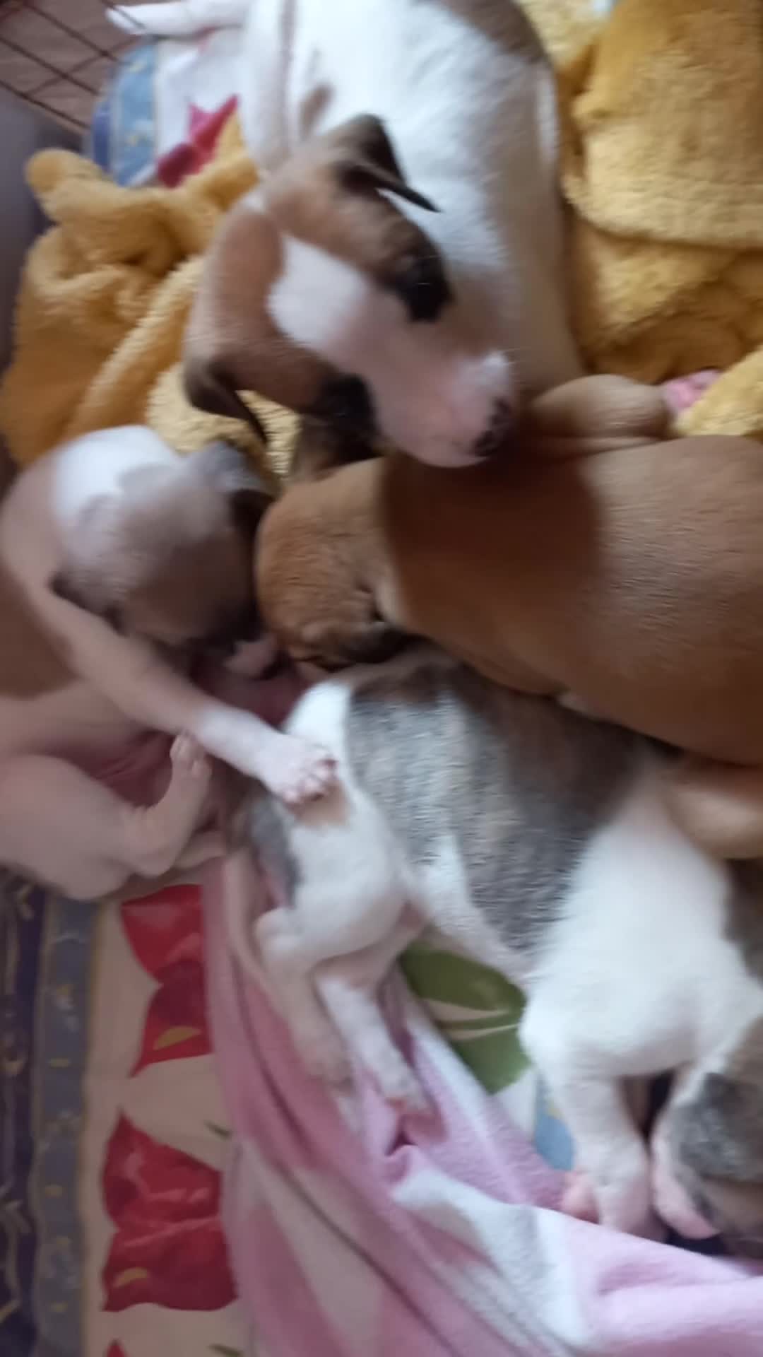 Whippet dogs for sale: 4 beautiful KC whippet puppies! - Video 3