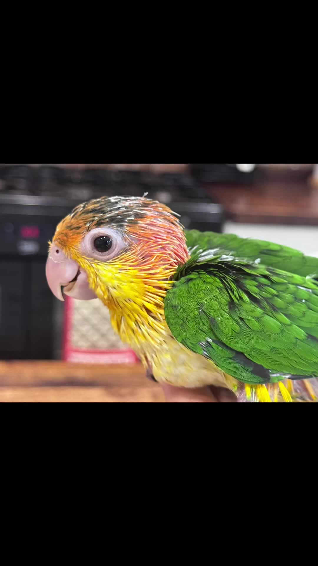 Parrots birds for sale: Hand Reared Yellow Thighed Caiques - Video 1