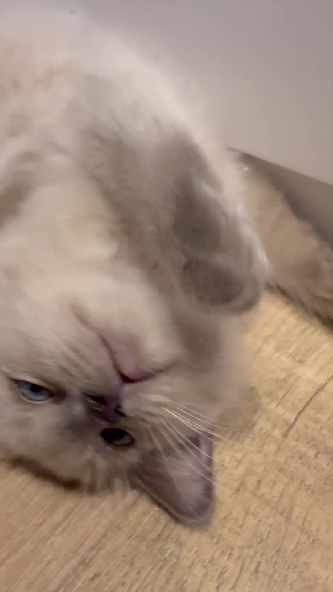 Ragdoll cats for sale: Beautiful ragdoll babies! 😻😻😻 - Video 1