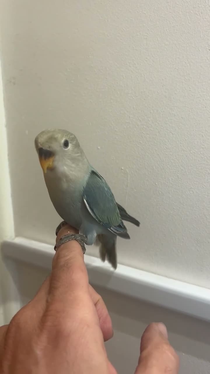Lovebirds birds for sale: Cute little lovebirds babies  - Video 2