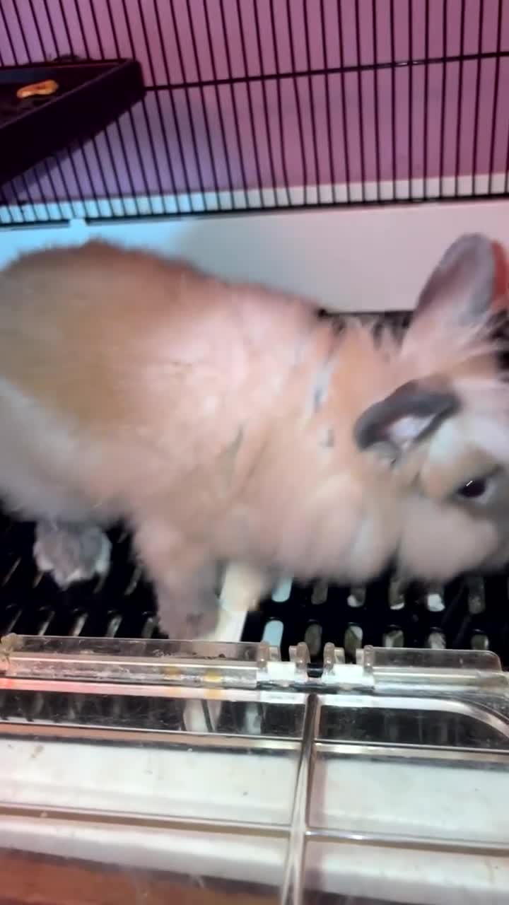 Lionhead rabbits for sale: Lion head rabbit - Video 2