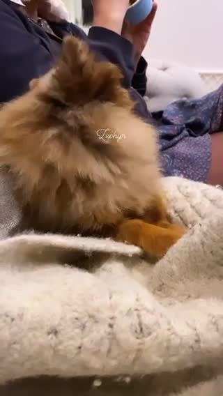Pomeranian dogs for stud: STUD Chocolate and Tan Merle Blue Eyes Puppy Size in Guildford - Video 2