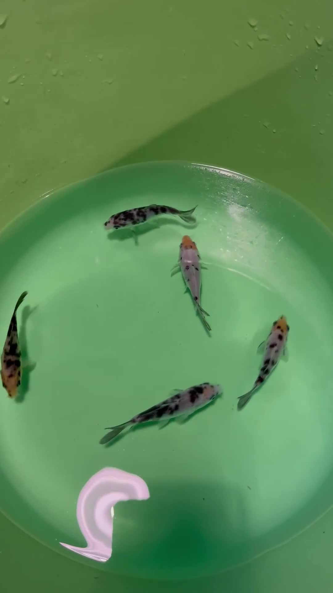 Koi Carp fish for sale: Koi carp for sale  - Video 2