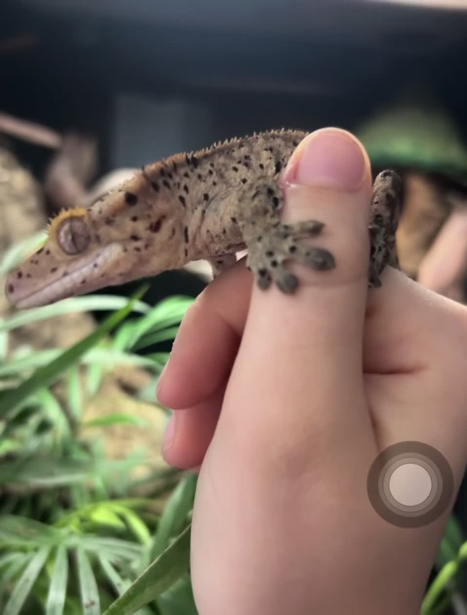 Gecko reptiles for sale: Super Dalmatian Crested Gecko - Video 1
