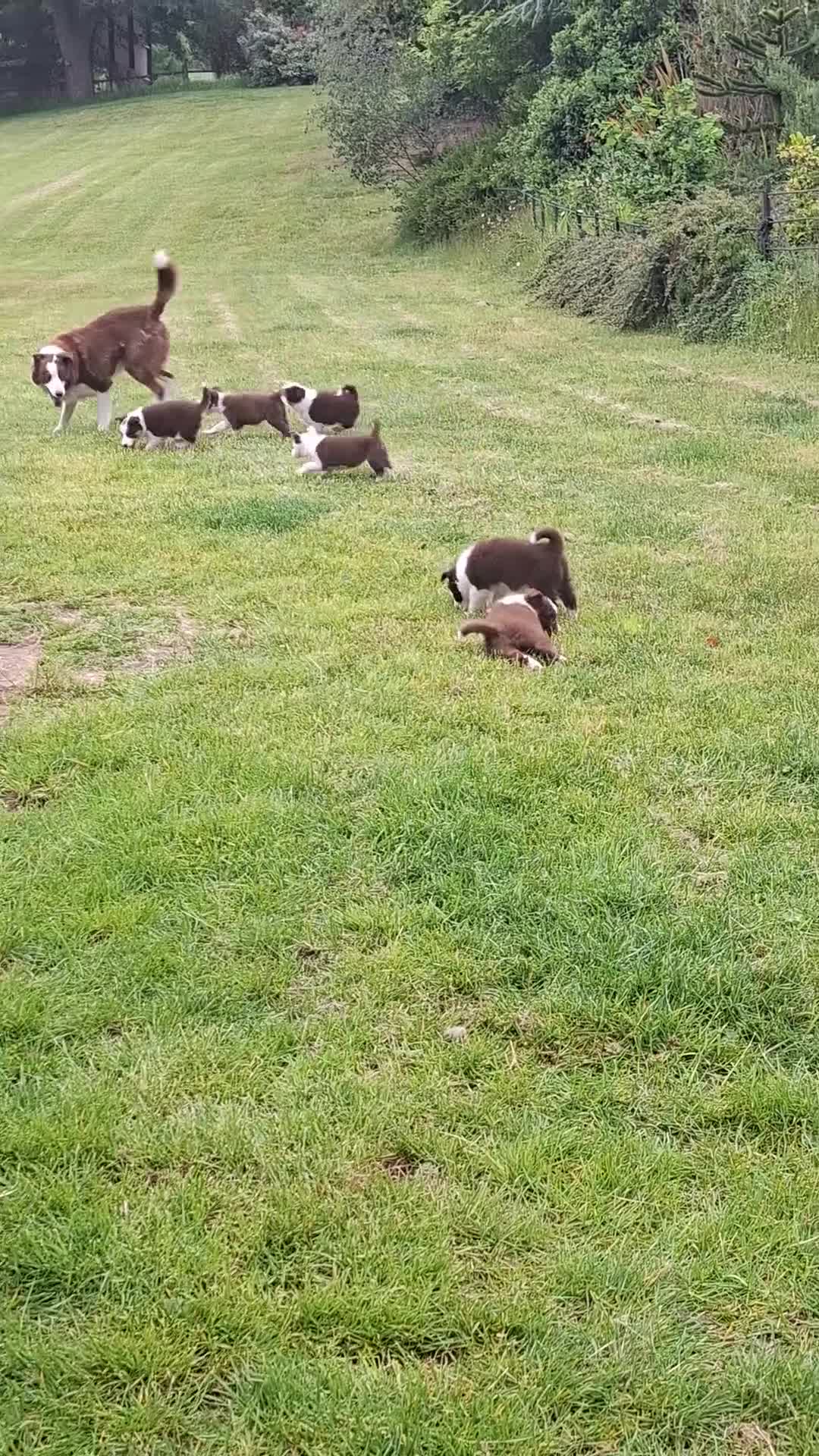 Border Collie dogs for sale: Red and white border collie puppies  in Rugeley - Video 3