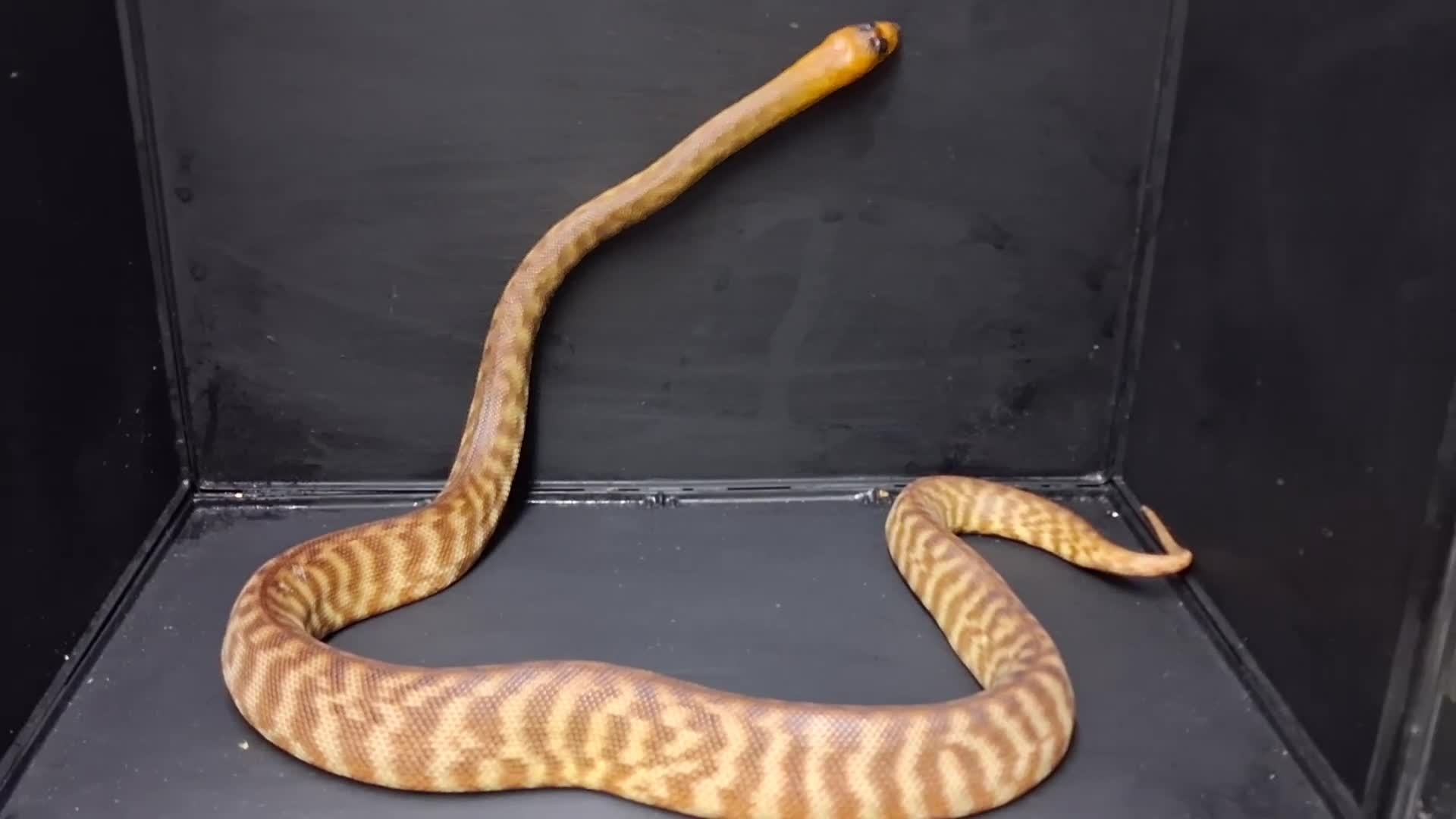 Python Snake reptiles for sale: Woma Python Female  - Video 1