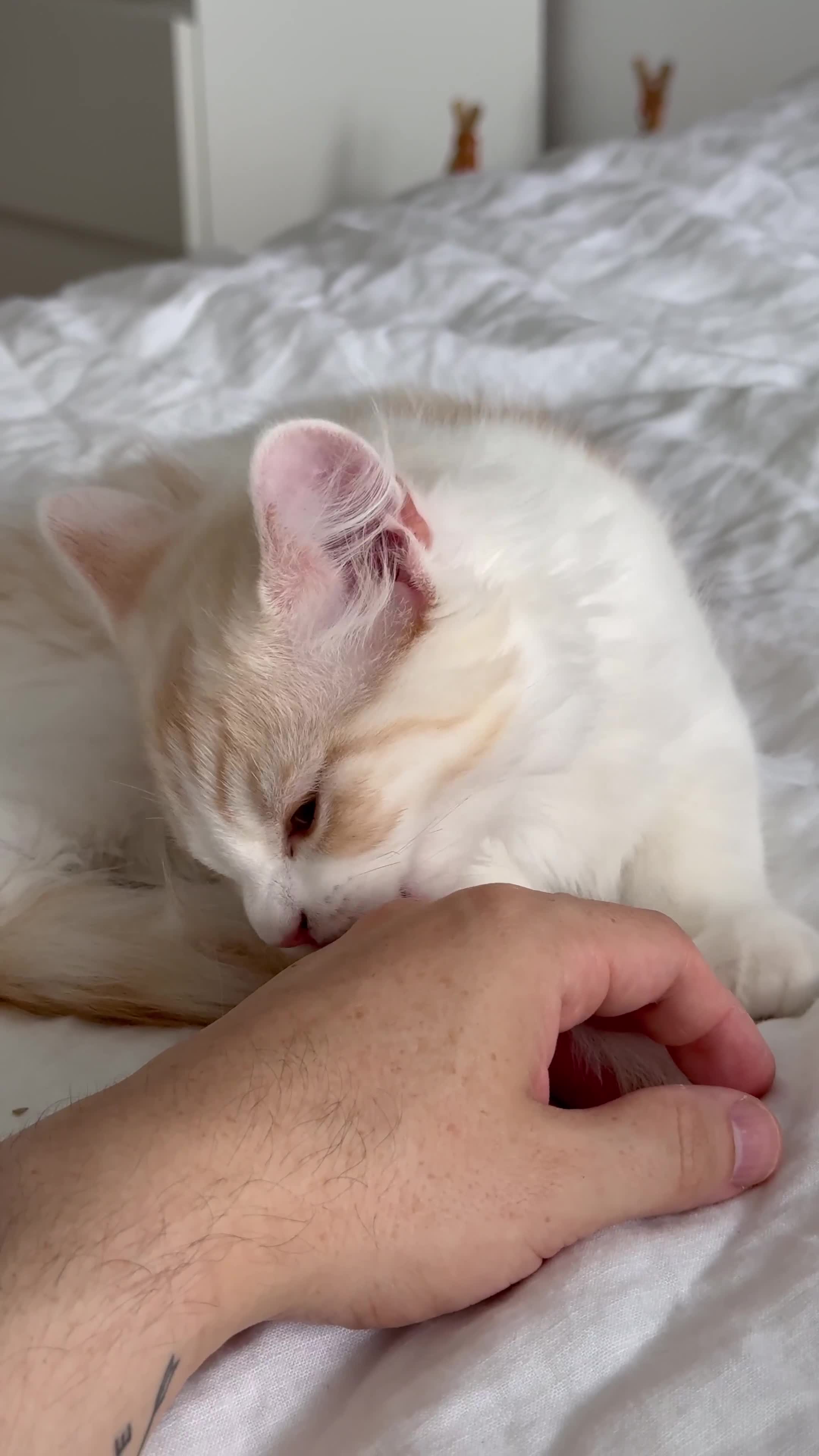 Munchkin cats for sale: Pedigree TICA Munchkin Kittens – Short Legs 🐈 - Video 1