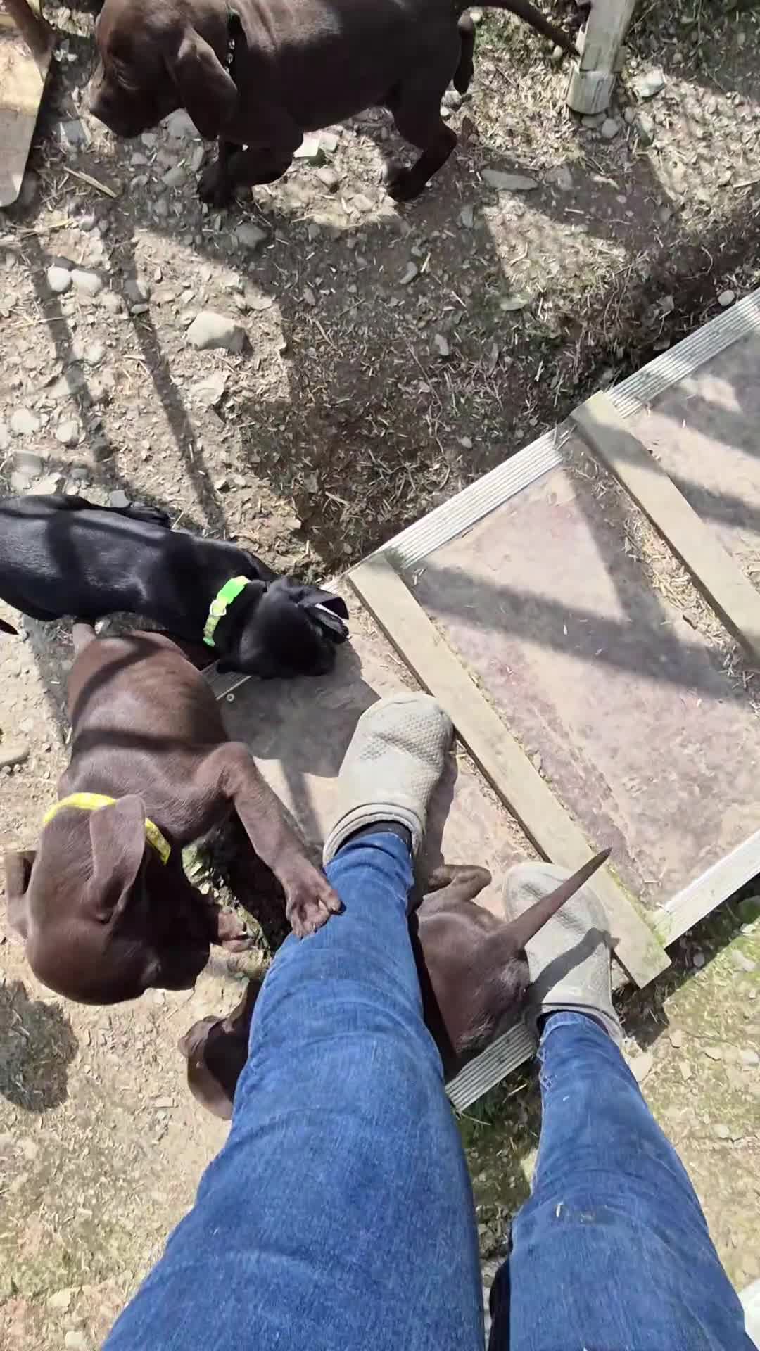 Mixed Breed dogs for sale: Pointador's (Lab x GSP) - Video 2