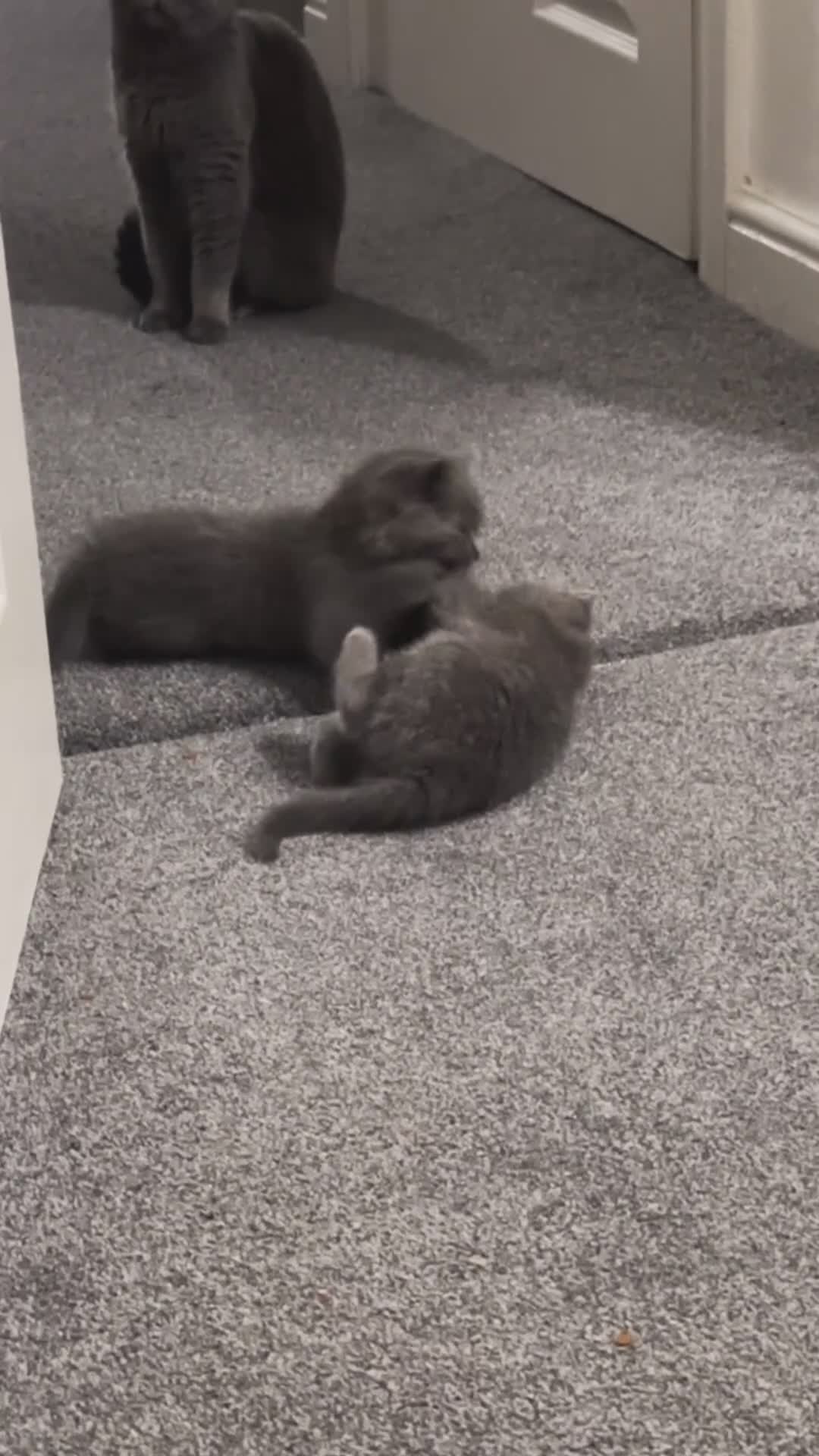 British Shorthair cats for sale: British Shorhair kittens!!! - Video 1