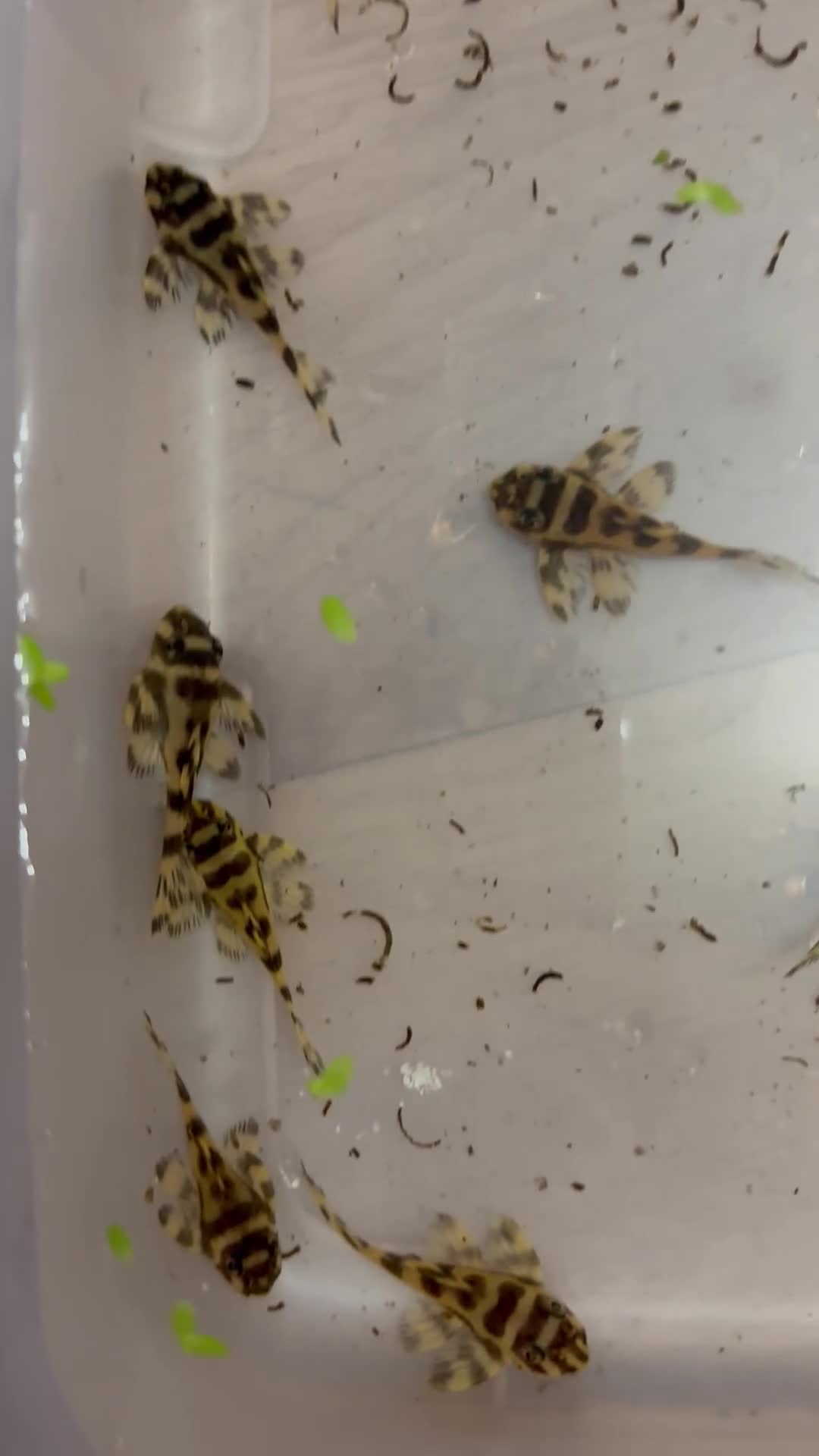 Plecos fish for sale: L333 Goldline Pleco Ceramic line. AA grade - Video 1