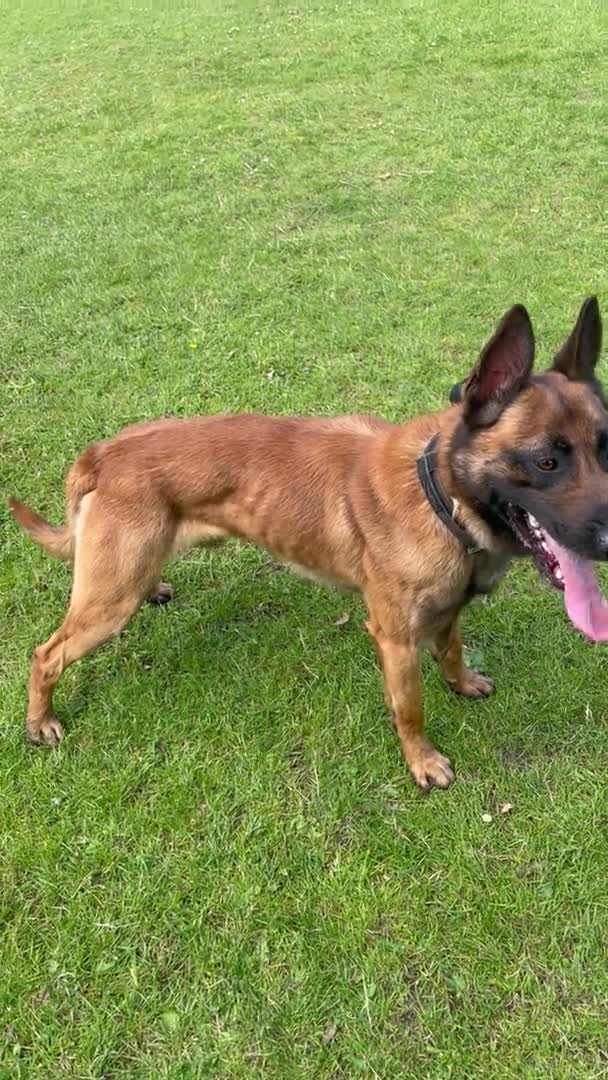 Belgian Shepherd Dog dogs for stud: kc registered Belgian malinois in Chorley - Video 5