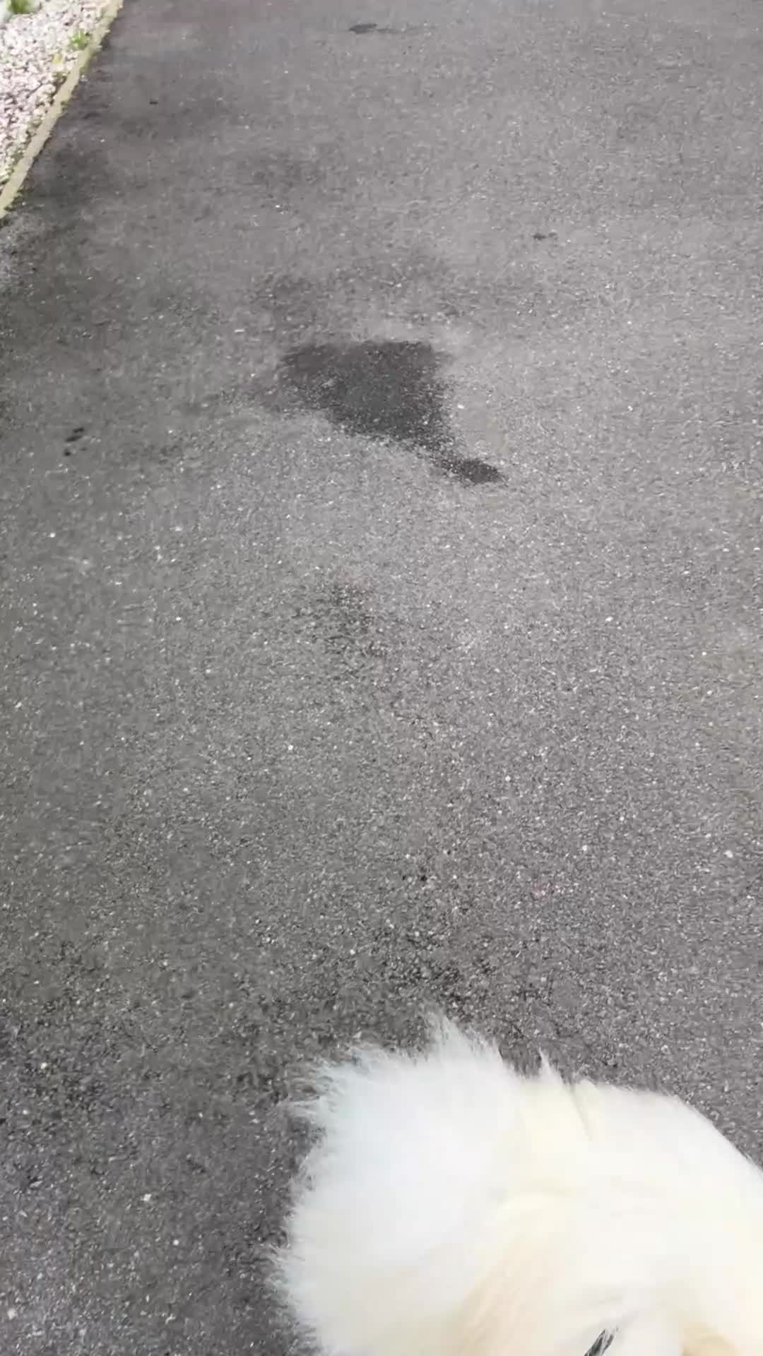 Pomeranian dogs for stud: Pomeranian Boy for Stud - Video 2