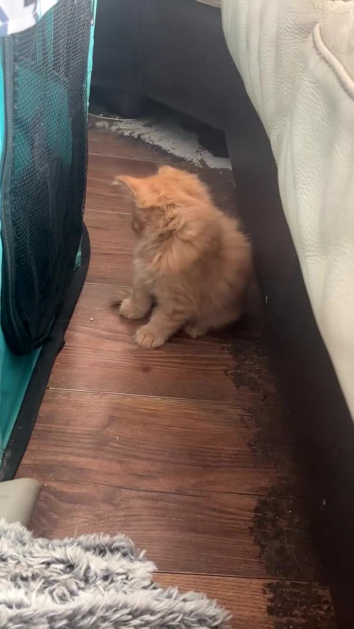 Mixed Breed cats for sale: Beautiful playfull kittens  in Nottingham - Video 3
