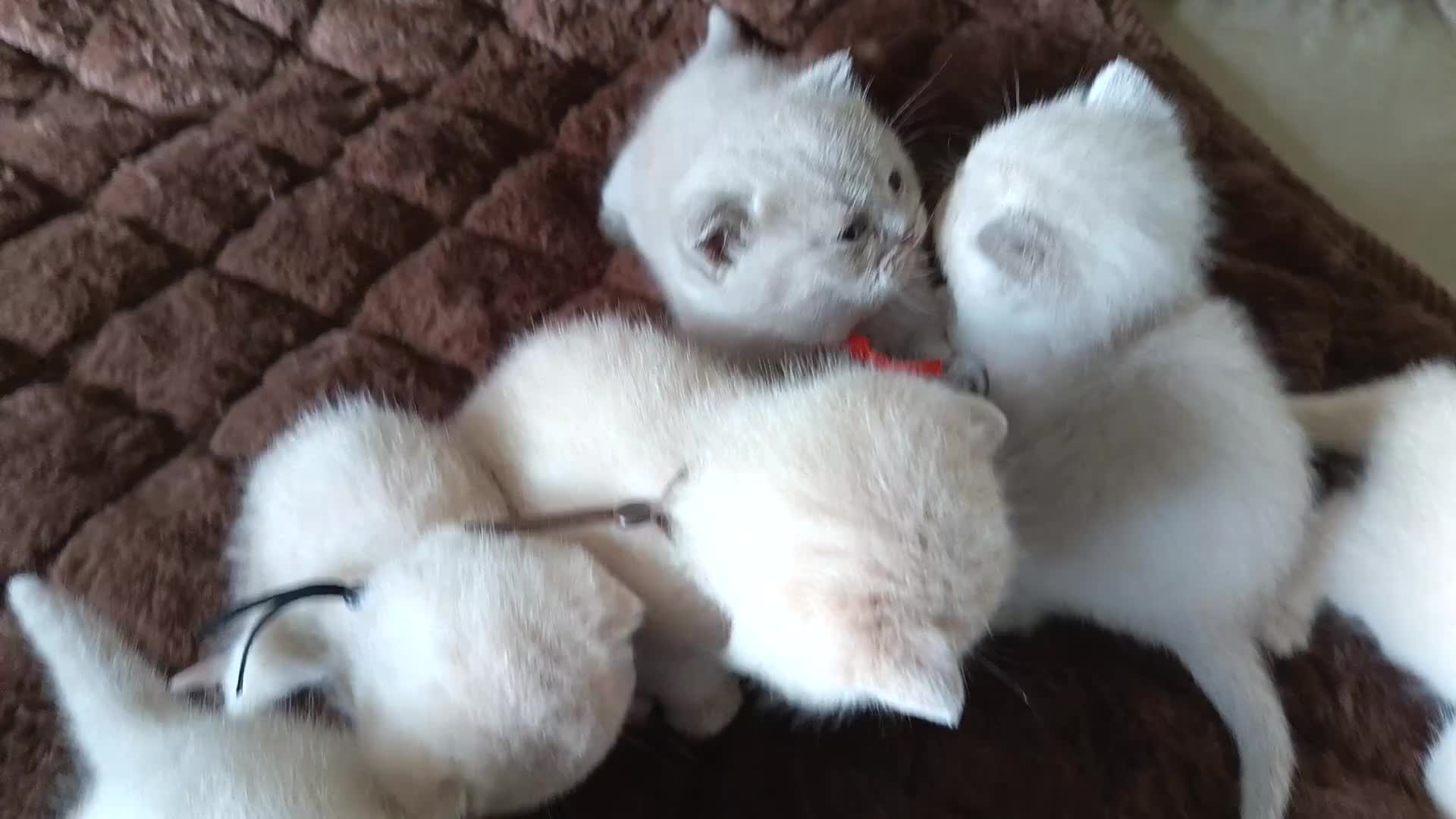 British Shorthair cats for sale: GCCF registered cream and lilac BSH - Video 1