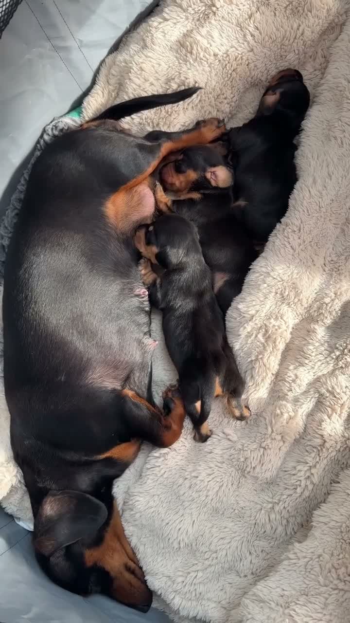 Miniature Dachshund dogs for sale: Three Stunning Mini Daschunds Girls - Video 1