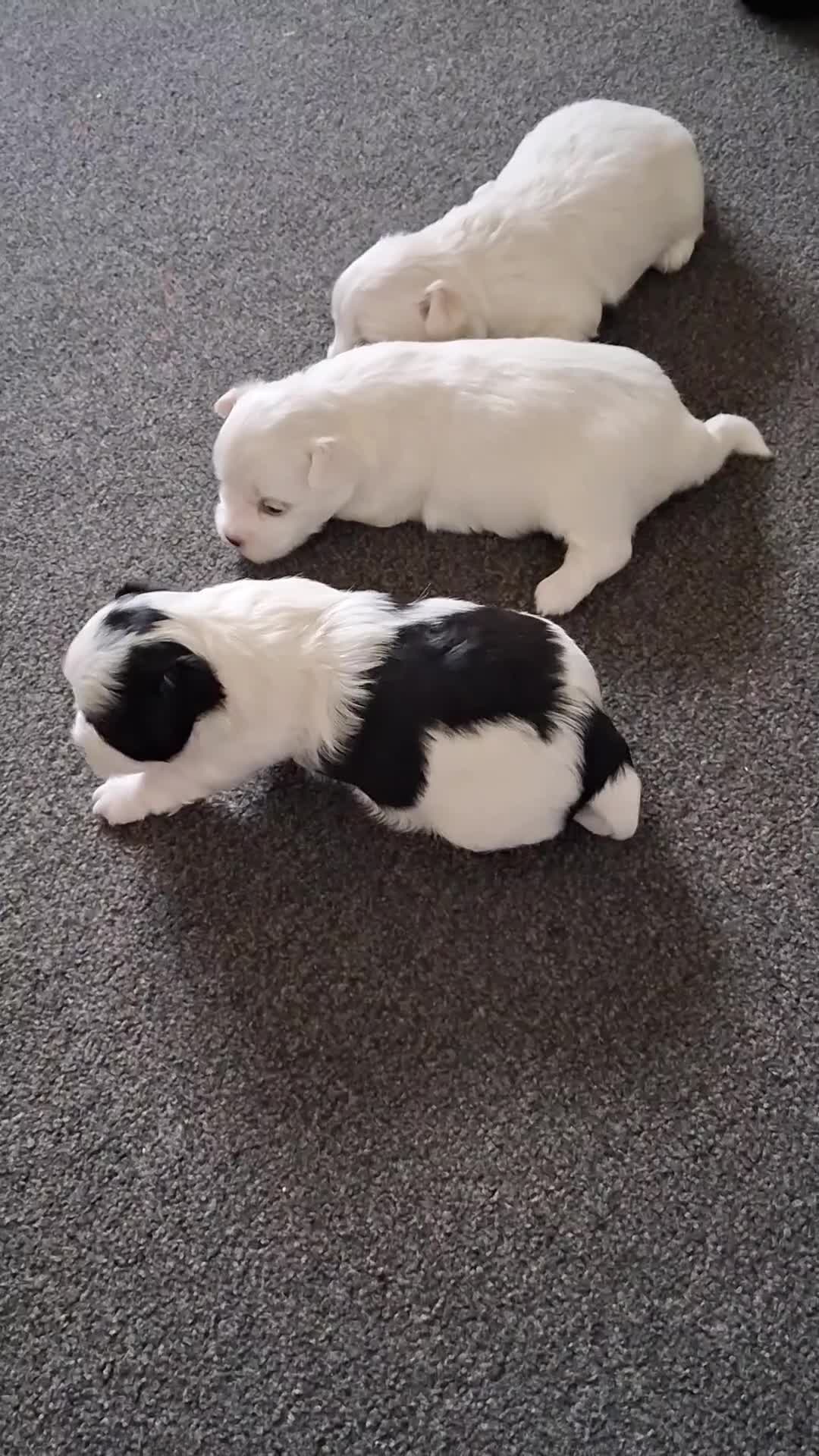 Mixed Breed dogs for sale: Beautiful Maltipoo Puppies 💙 - Video 2