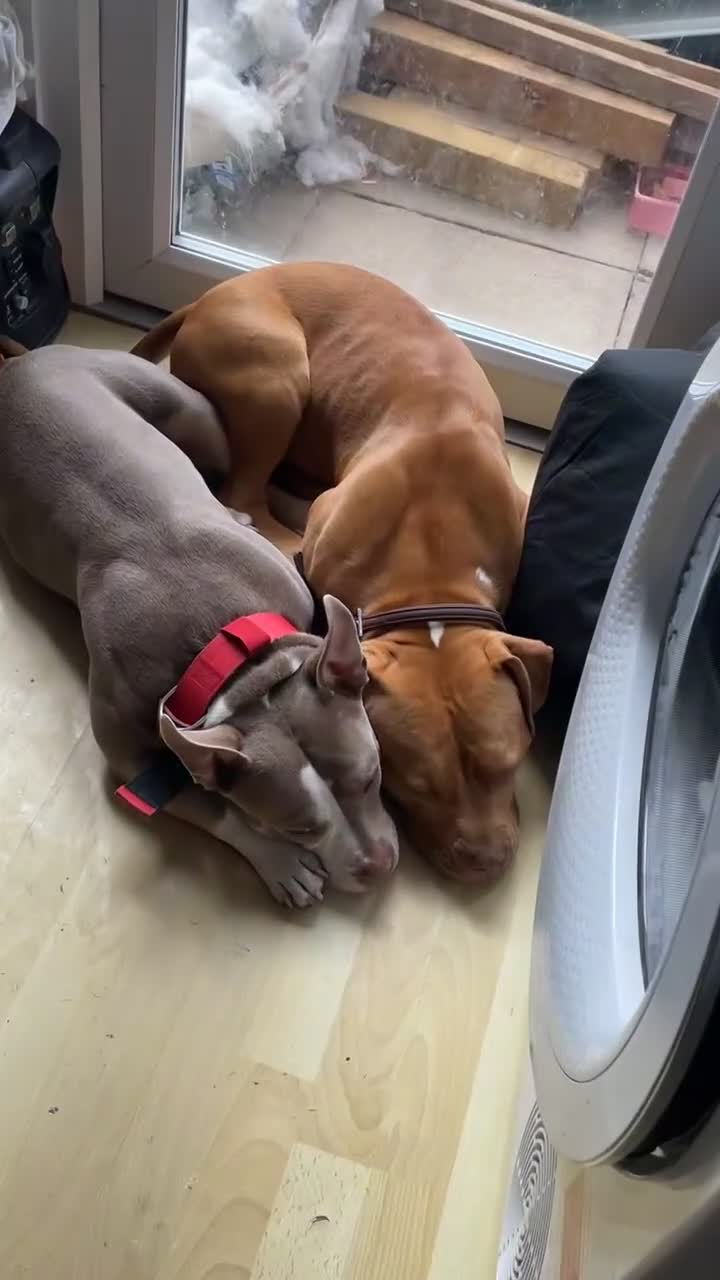 American Bully dogs for sale: American Bully - Freya  - Video 4