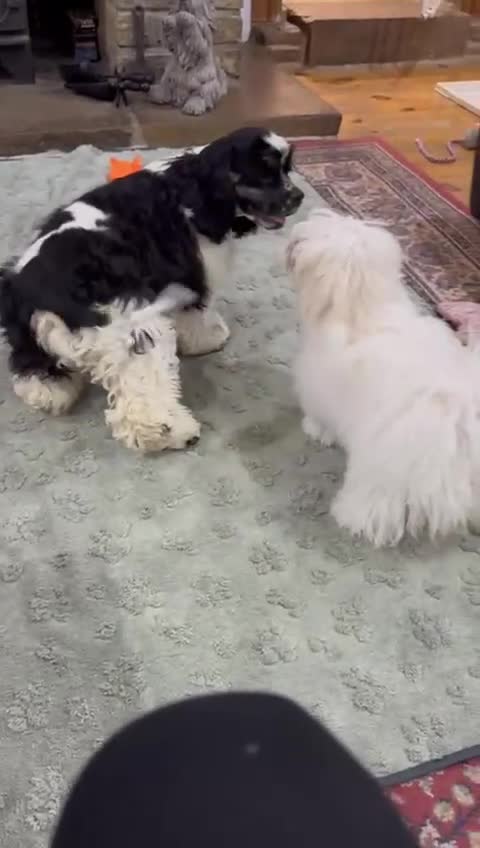 American Cocker Spaniel dogs for sale: American Cocker Spaniel Puppy - Video 2