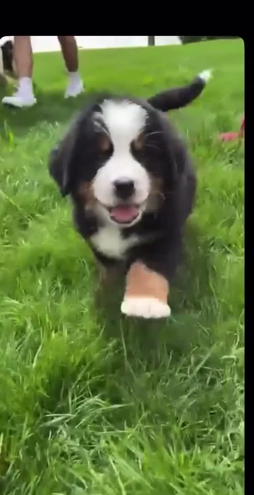 Bernese Mountain Dog dogs for sale: Cute Delighted  Bernese Mountain Puppies  in Folkestone - Video 3