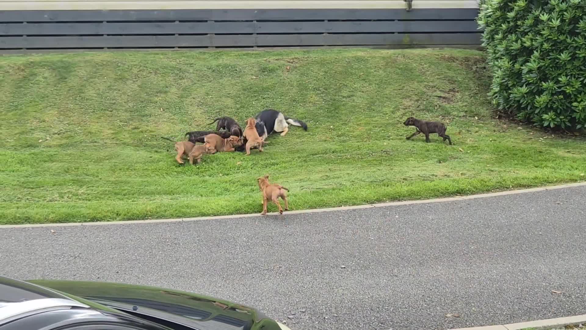 Staffordshire Bull Terrier dogs for sale: 4 female staffy pups - Video 1