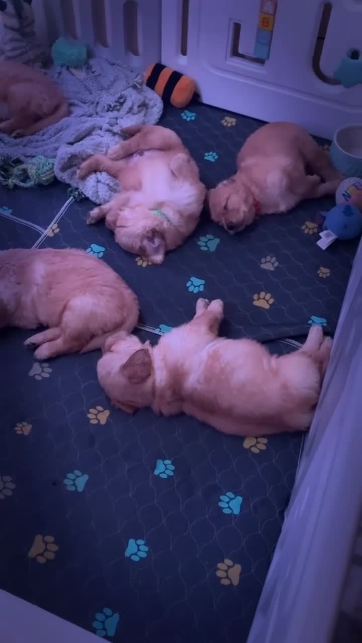 Mixed Breed dogs for sale: 🌟 Golden Retriever x Shar Pei Puppies 🌟 - Video 2