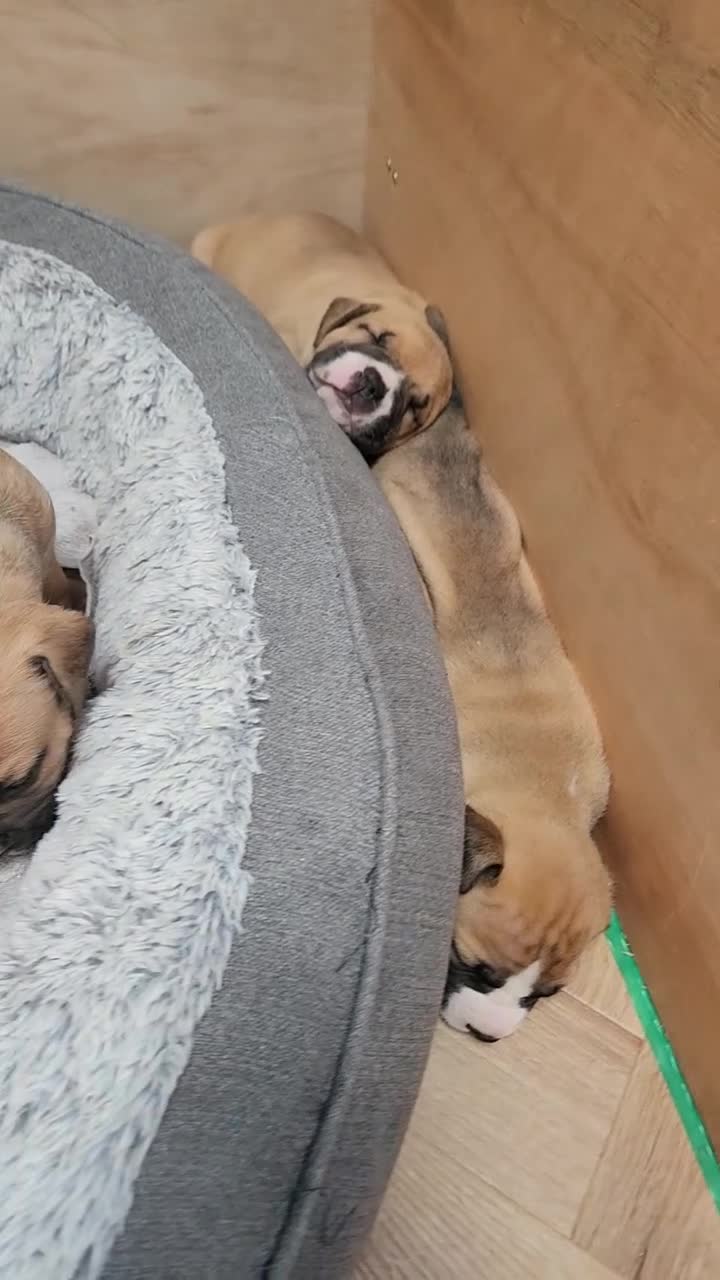 American Bull Staffy dogs for sale: American Staffordshire Bull Terriers - Video 3