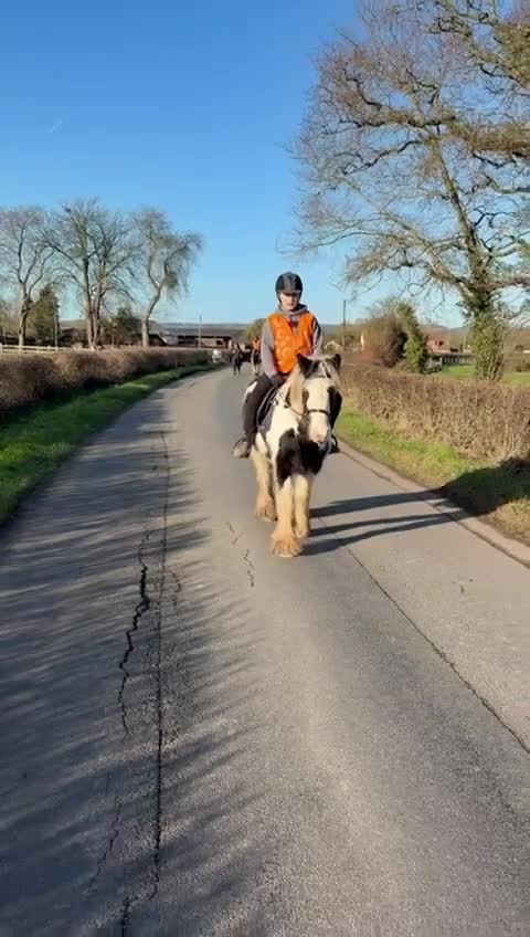Other Breed horses for sale: 13hh Cob Mare - Video 3