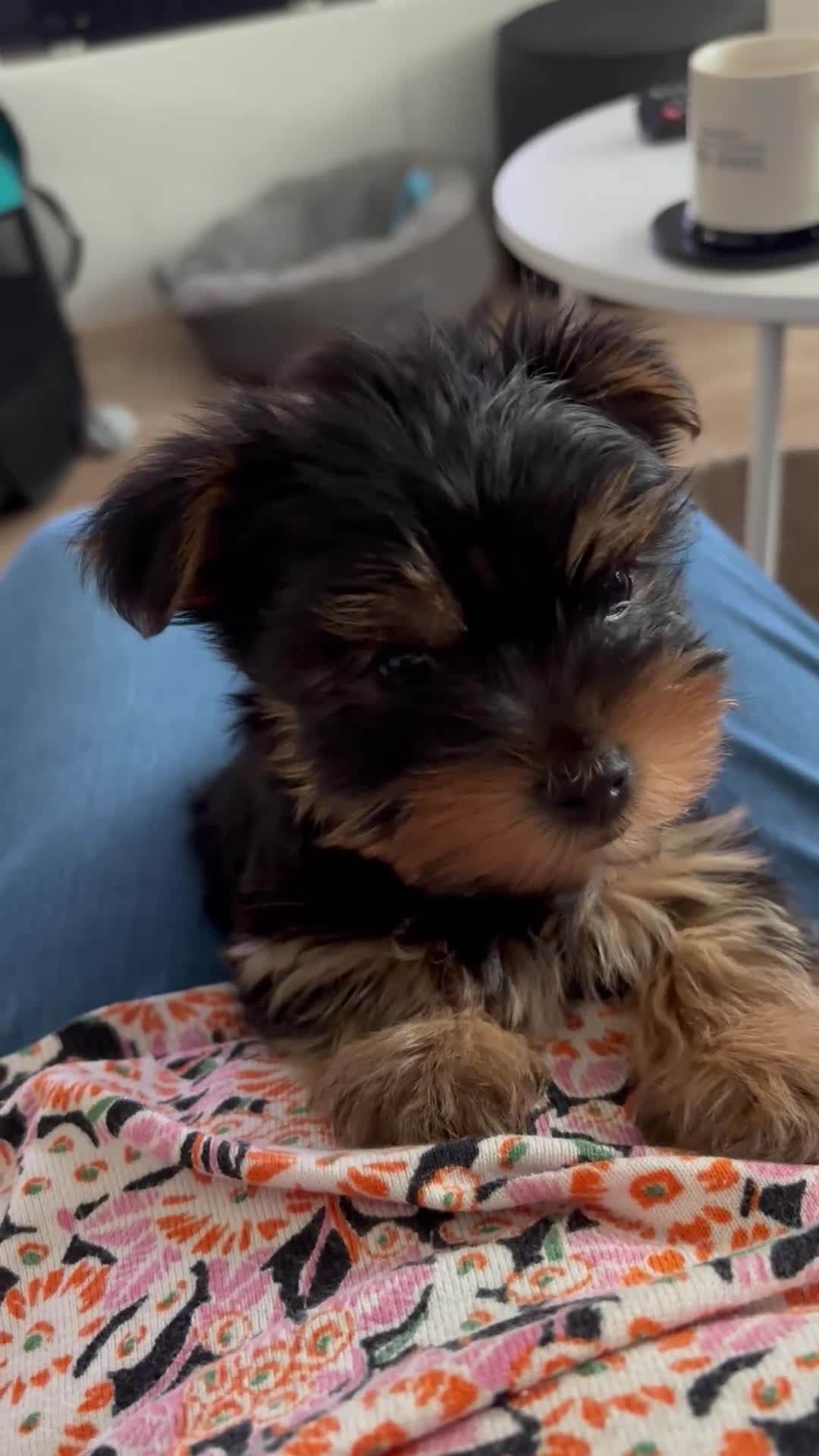 Yorkshire Terrier dogs for sale: Puppy Yorkshire Terrier  - Video 1