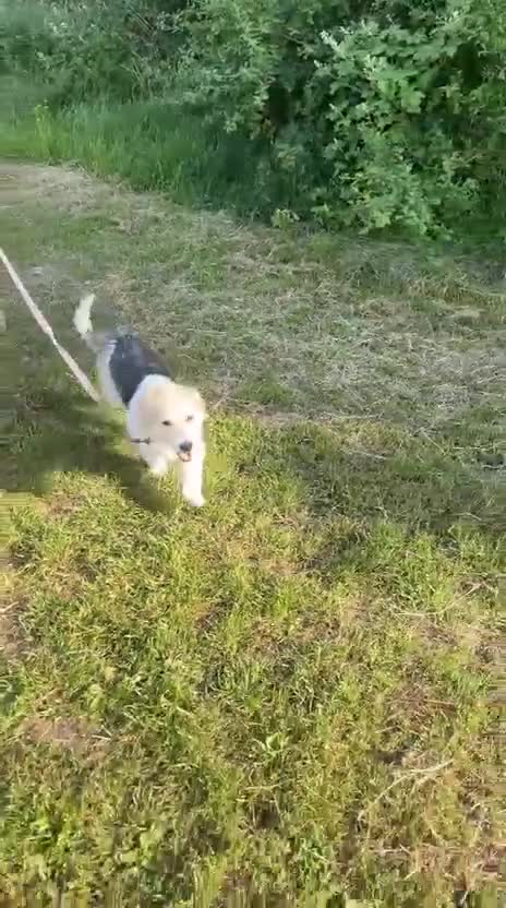 Mixed Breed dogs for adoption: Angel (Canan) – Could You Be Her Happy Ending? ❤️ - Video 3