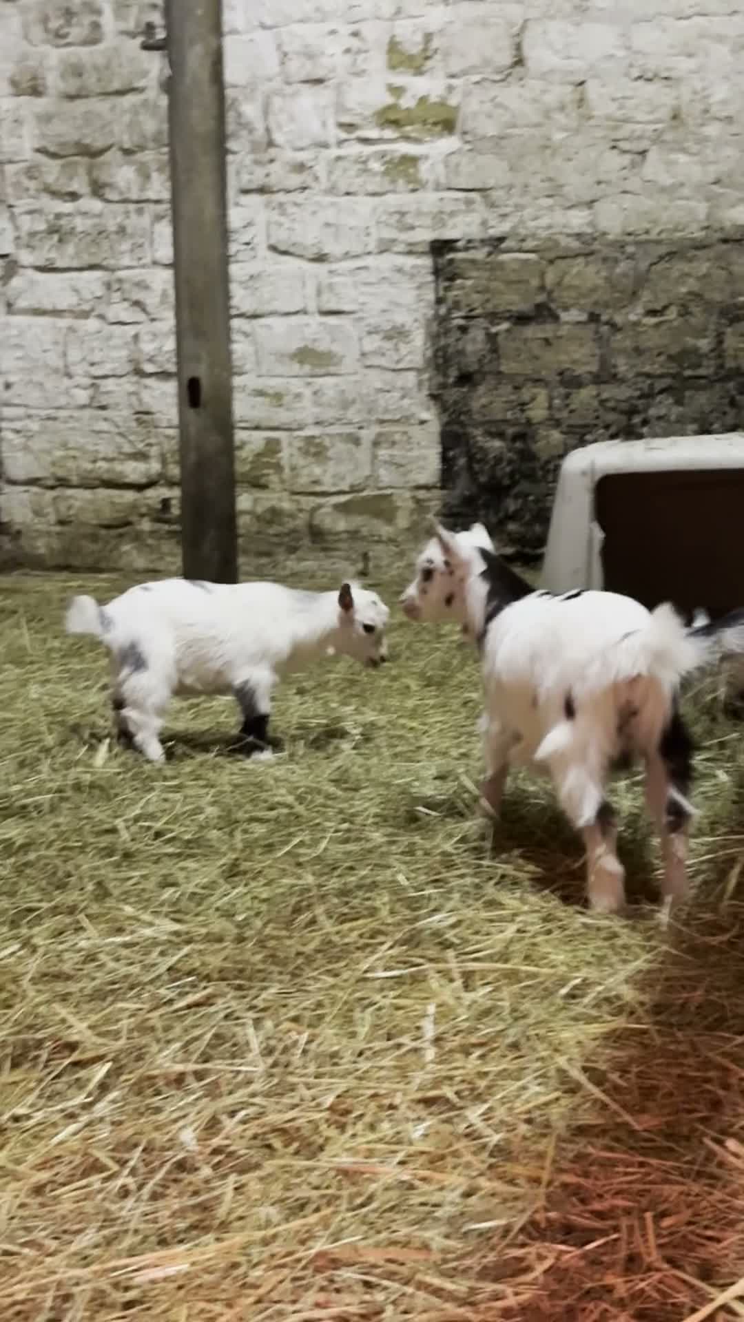 Goats livestock for sale: 2 Pygmy Goat Wethers - Video 1