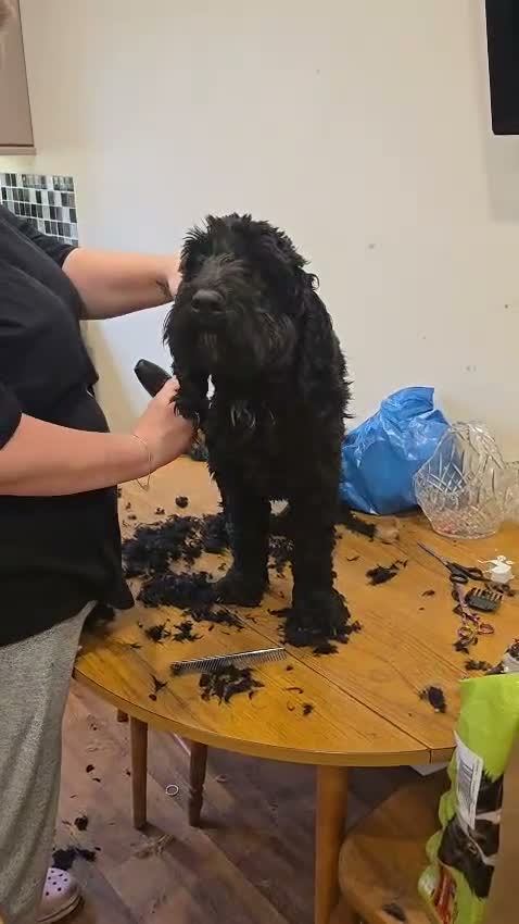 Cockapoo dogs for sale: Derick - Video 1