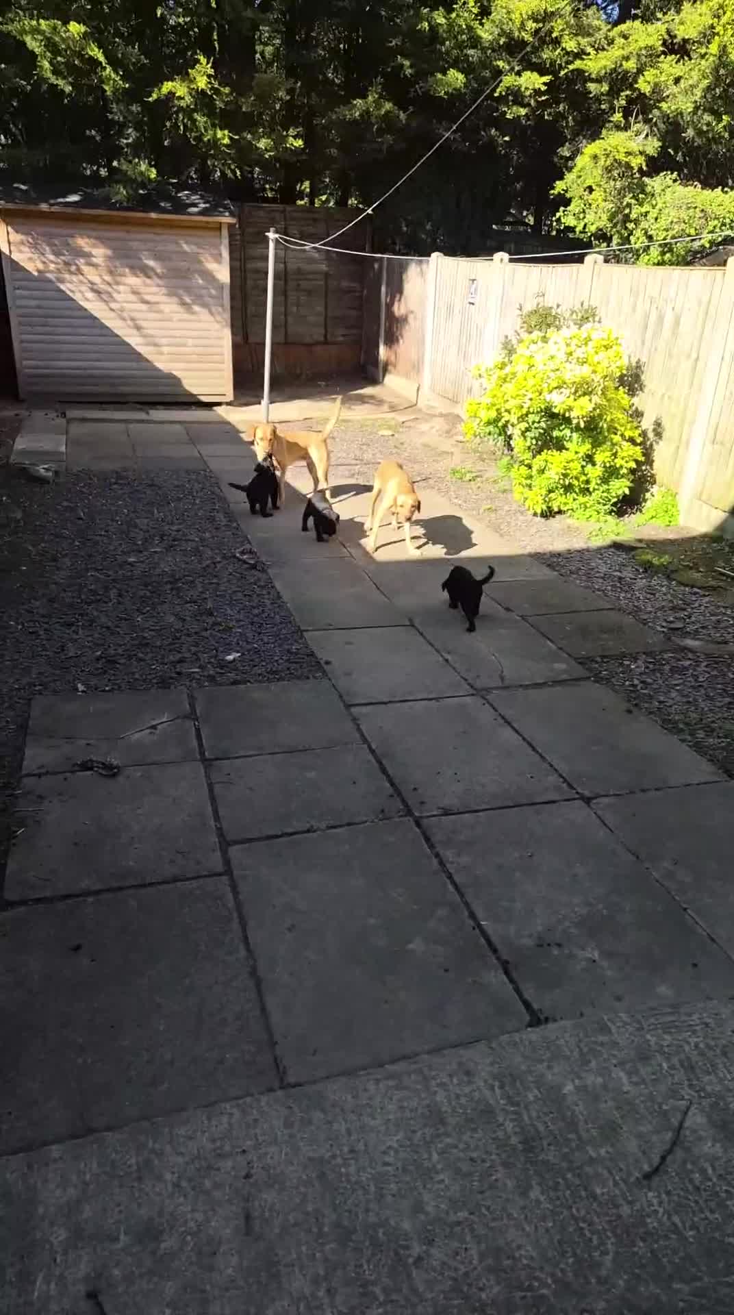 Sheprador dogs for sale: Sheprador puppies 2 boys left - Video 1