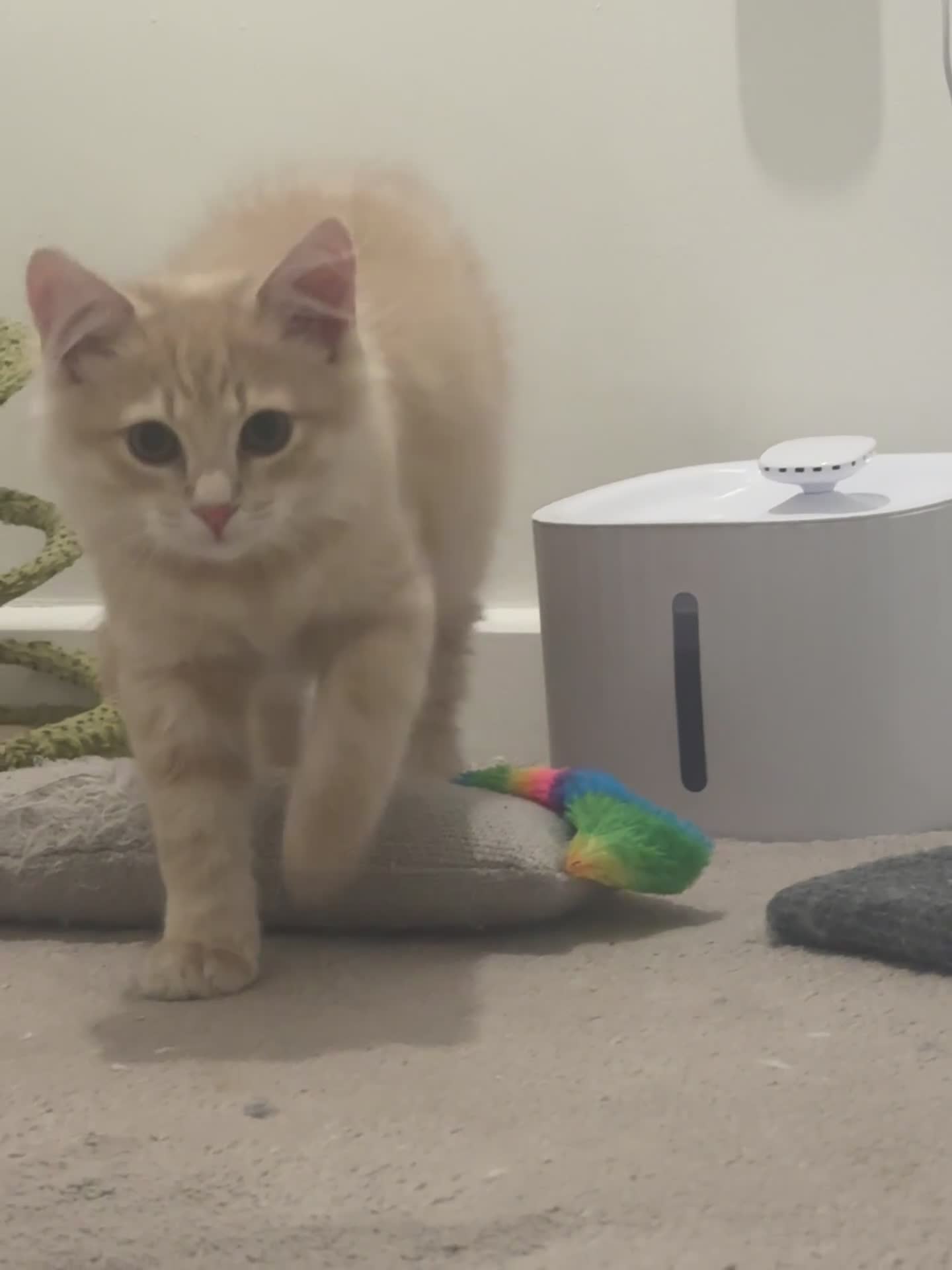 Persian cats for sale: Mink coloured Persian Mixed boys - Video 2