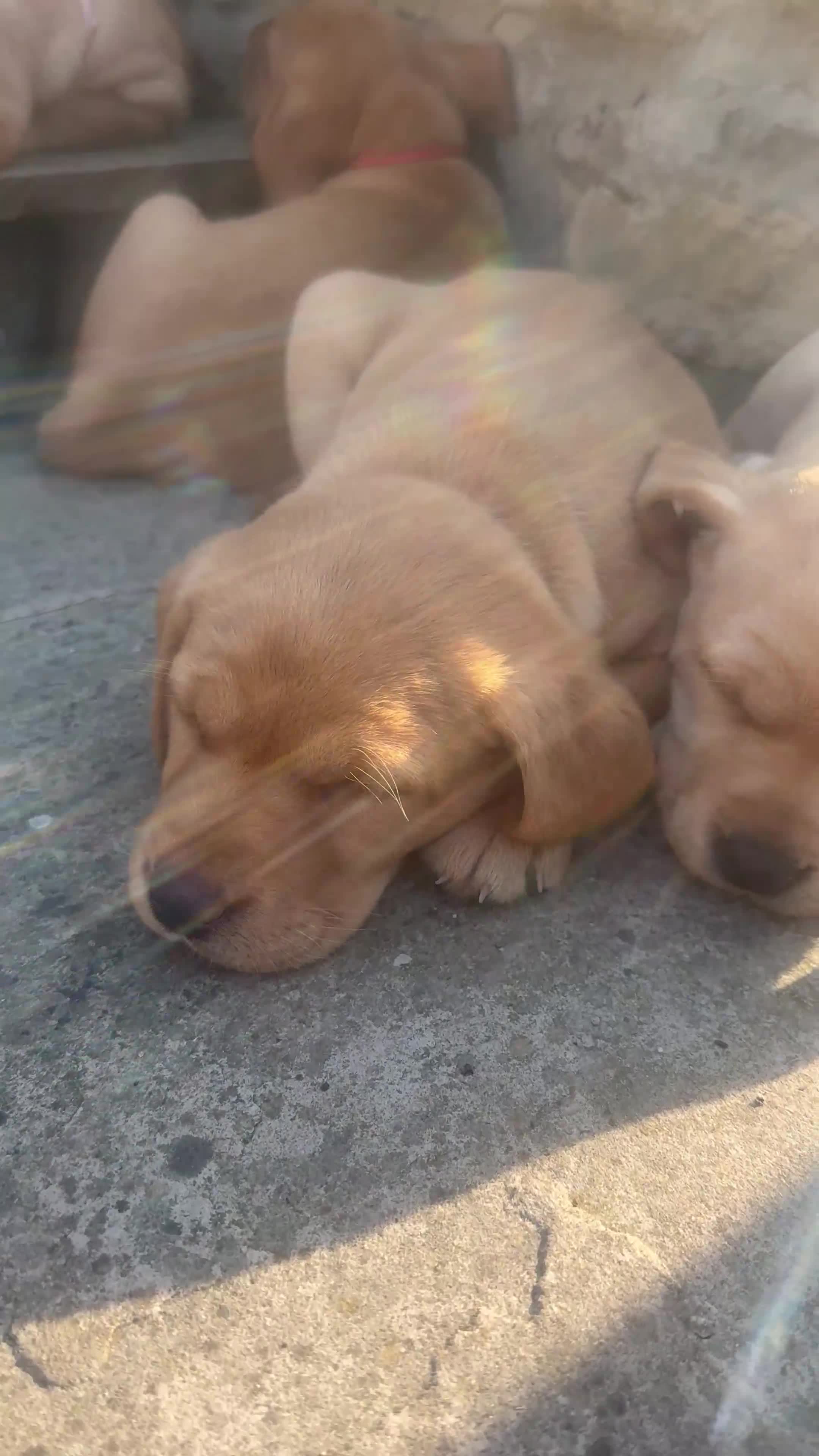Labrador Retriever dogs for sale: Beautiful Fox Red Labrador Retriever Puppies  in Bishop Auckland - Video 2